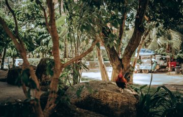 Increased demand for chickens makes the farmers benefit greatly